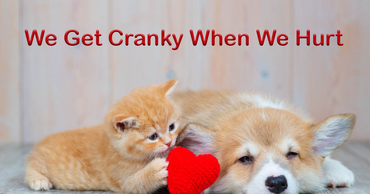 Pain and Aggression in Cats and Dogs. Picture of a orange tabby kitten lying next to a small tan and white dog.