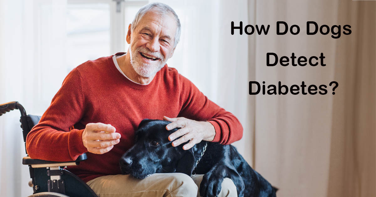 How Do Dogs Sniff Out Diabetes. Picture of an older caucasian male in a wheelchair with a black lab with its front paws and head on the man's lap.