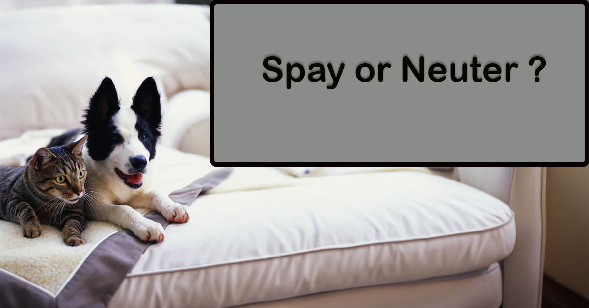 Exploring the Benefits and Considerations of Spaying or Neutering Pets. Picture of a small black and white dogs and a cat lying next to each other on a chaise lounge.