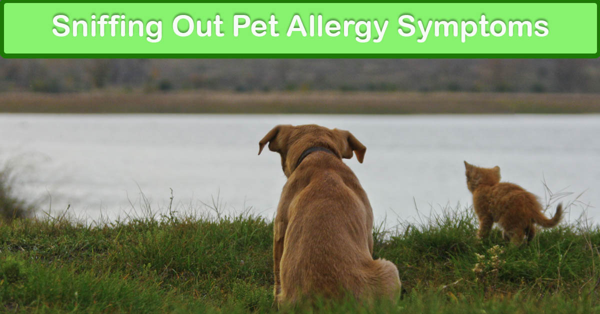 Sniffing Out Pets’ Allergies. Picture of a tan medium size dog and an orange tabby cat in the grass beside a river.