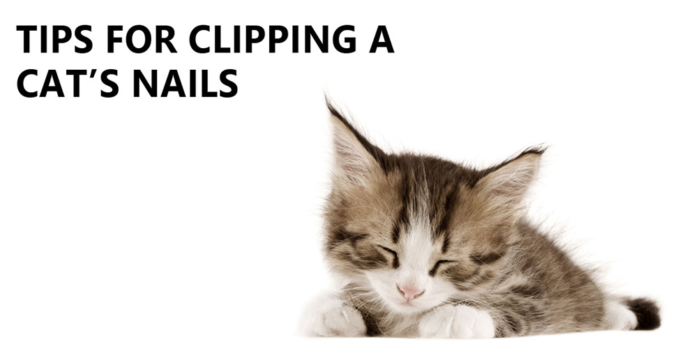 Nail Care for Cats. Picture of a black, brown, and white kitten curled up sleeping and relaxed.