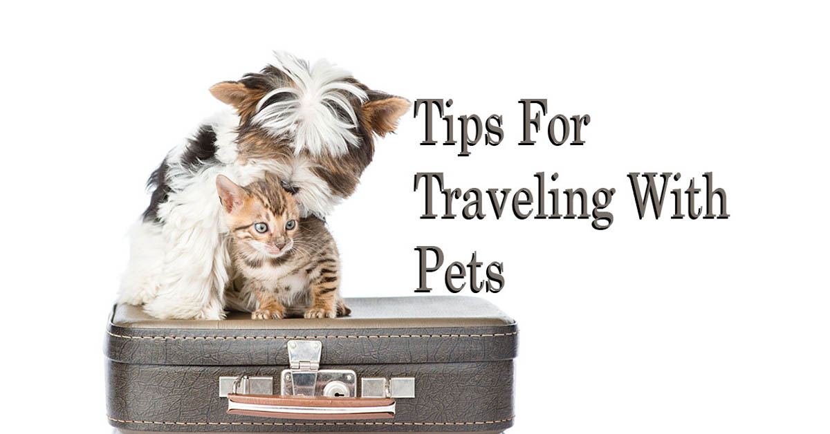 Travel Safety Tips for Pets. Picture of a small brown, black and white terrier dog and a calico cat sitting on a suitcase.