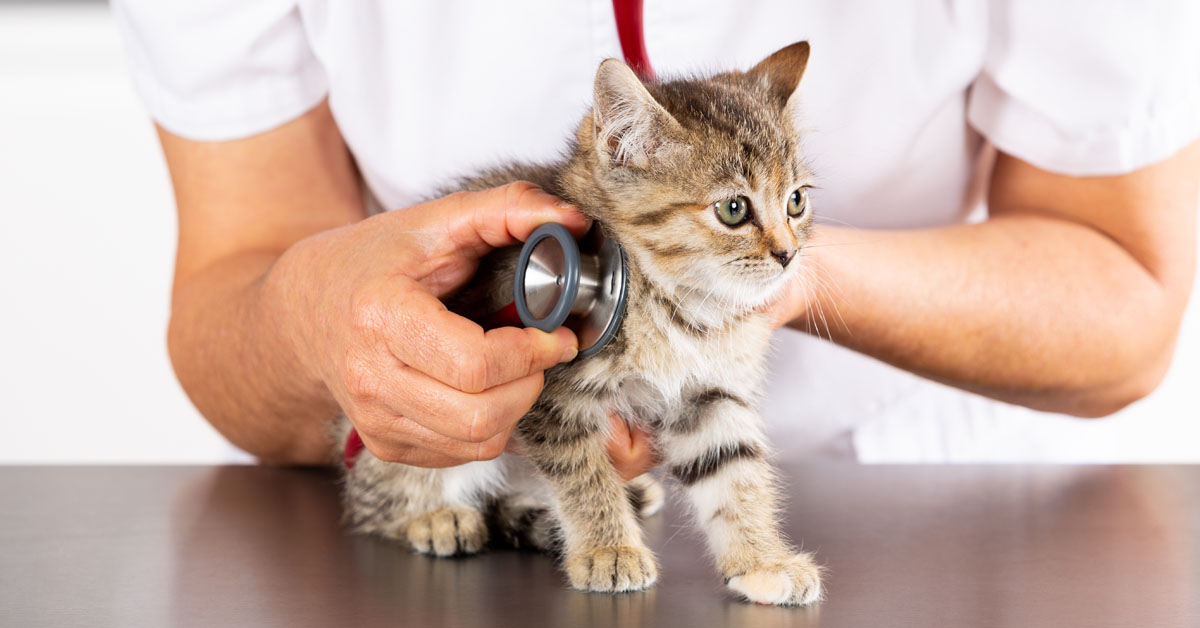 Kitten's first Veterinarian visit
