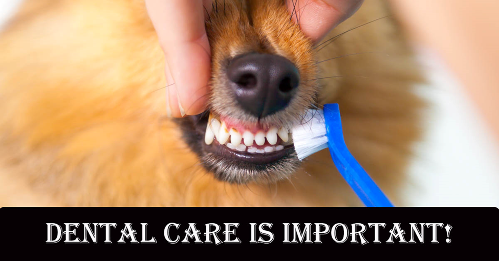 Protect Your Pet’s Oral Health. A picture of a dog getting their teeth brushed