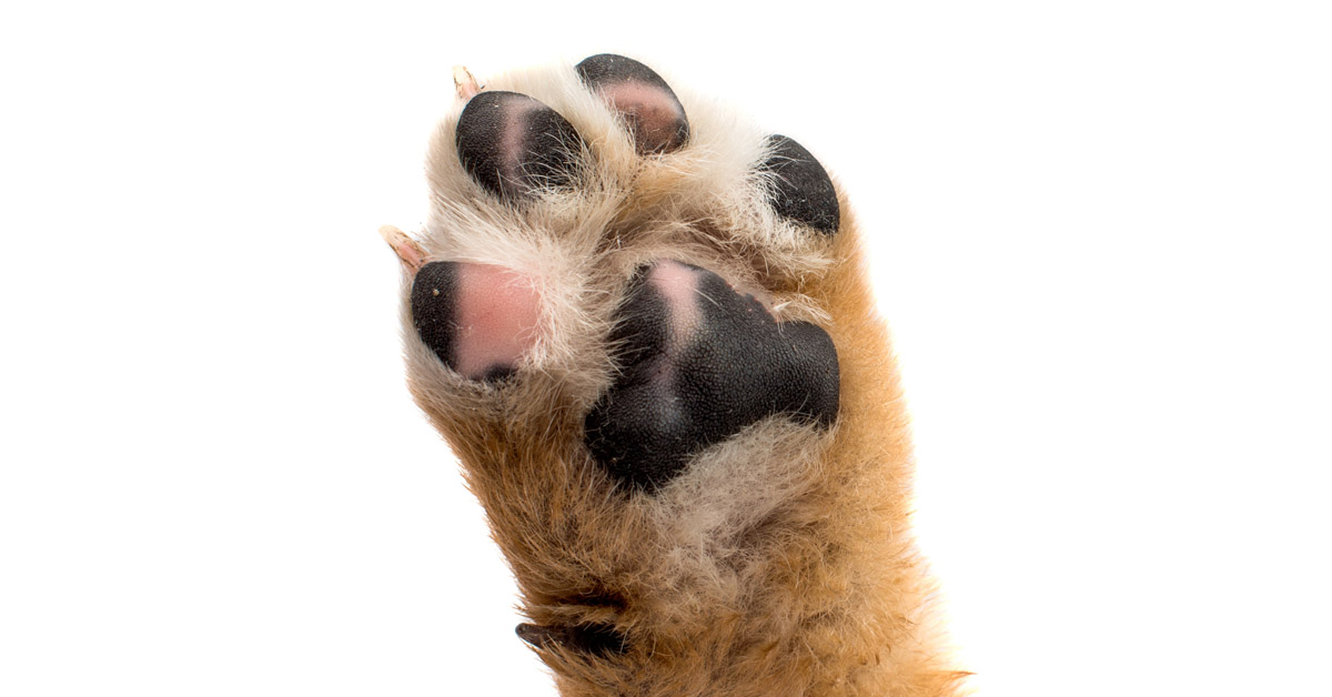 Animal Paw