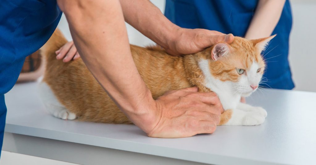 Veterinarian petting orange and white cat.