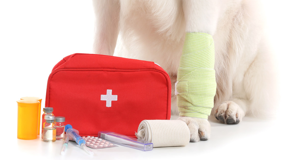 Creating a Pet First Aid Kit: Essential Tips for Pet