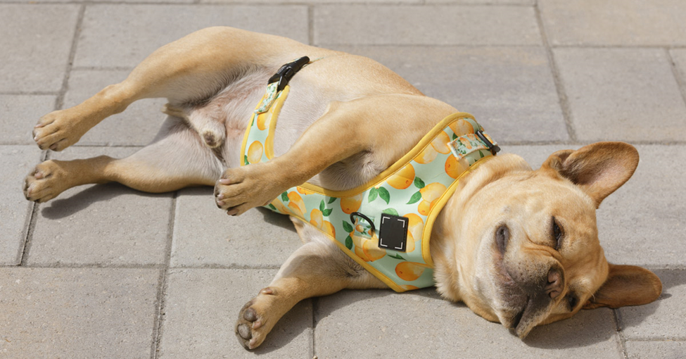 Image of dog with harness laying on floor