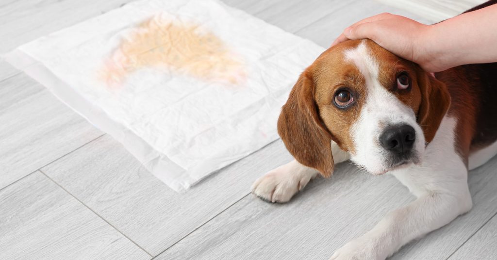 Potty training a puppy