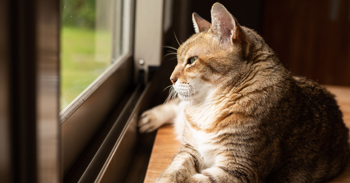 Cat lying in a window ledge looking outside.