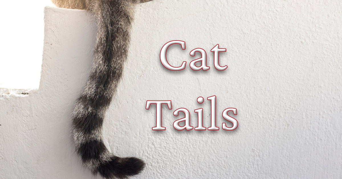 Common injuries to cat tails.