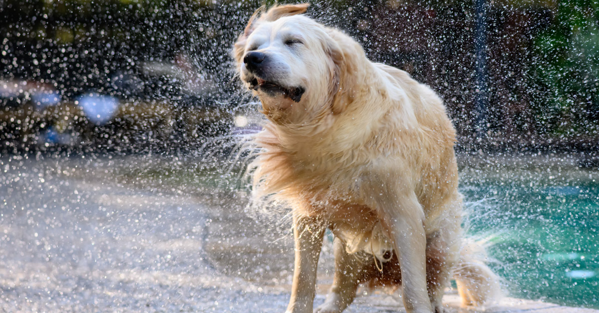 Dog shaking off water his coat.