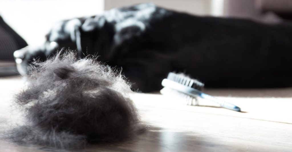 Creative uses for dog fur. Brush next to a pile of dog fur. Black dog sleeping in the background.