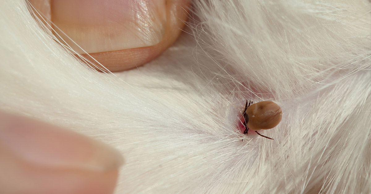 Lyme Disease in Dogs