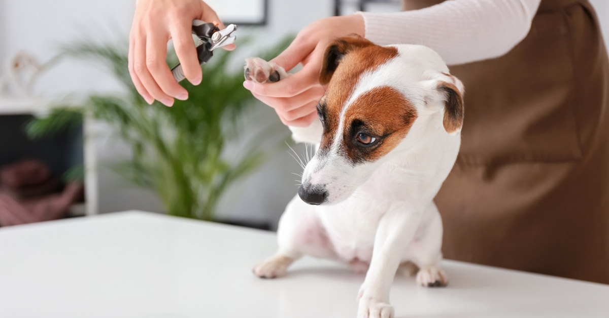 Someone trimming their pet's nails
