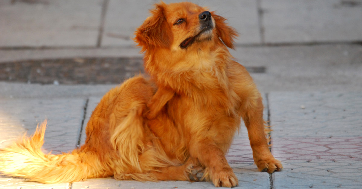 Small dog scratching is ribs.