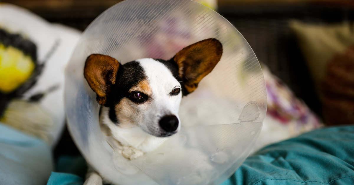 Small dog wearing a cone
