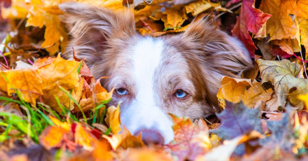 Dog hiding in a pile of fall colored leaves.