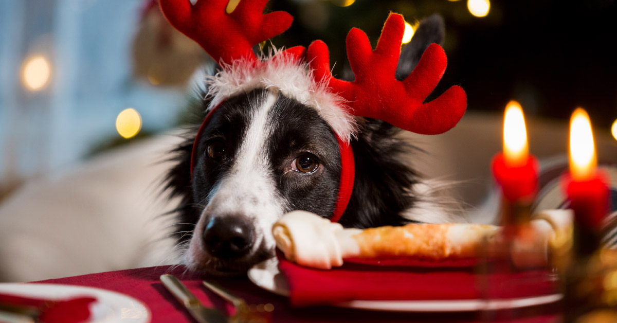 Dog looking at a bone for the holidays.