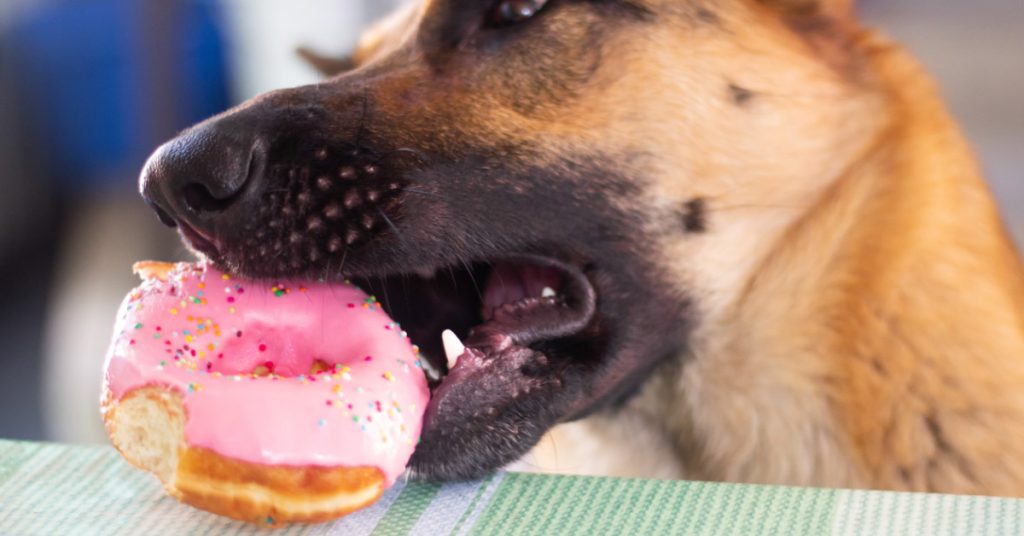 German shepherd eating a sugar doughnut with icing.
