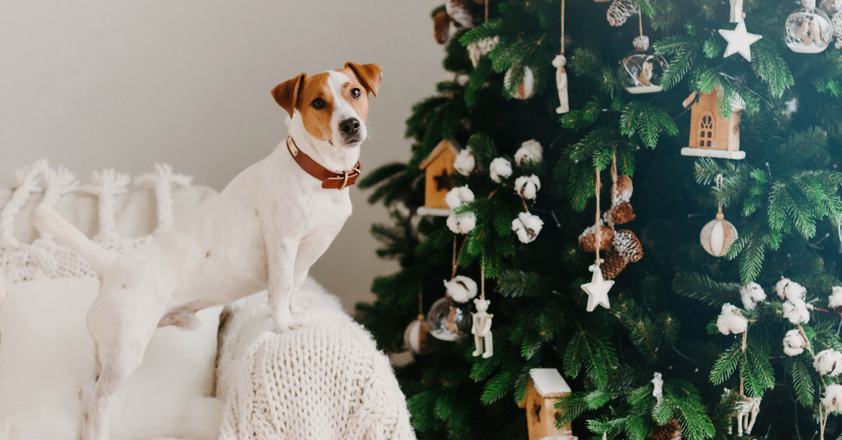 Dog standing on sofa arm beside Christmas tree