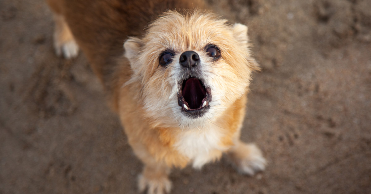 Dealing with your barking dog. Cut little mix breed barking.