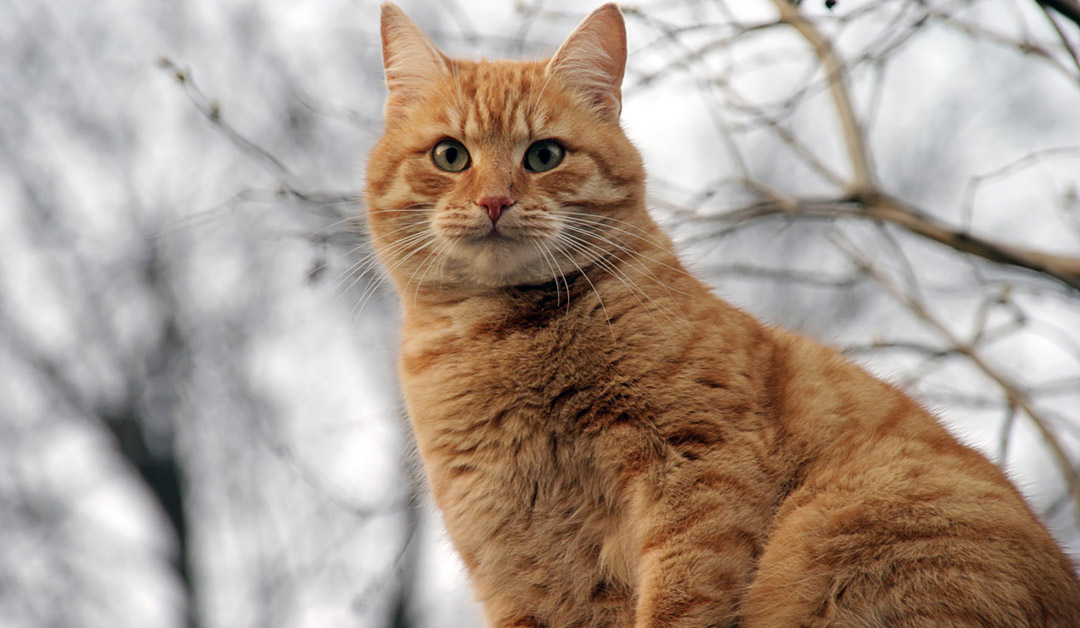 Yellow tabby cat outside in the snow